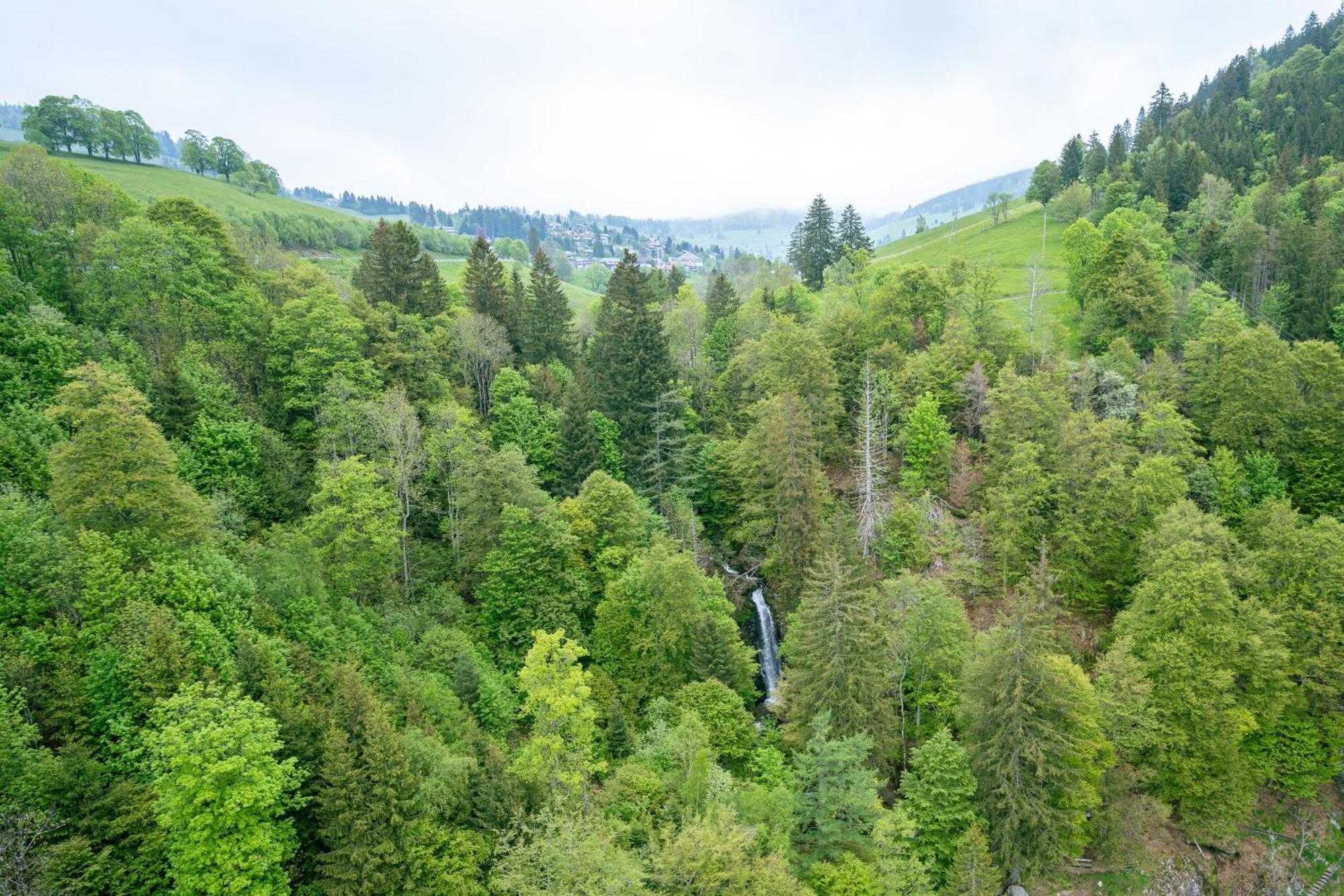 Black Forest Hotel Тодтнау Екстер'єр фото
